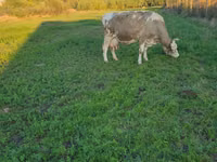 Vache, Race de vache — photo 2