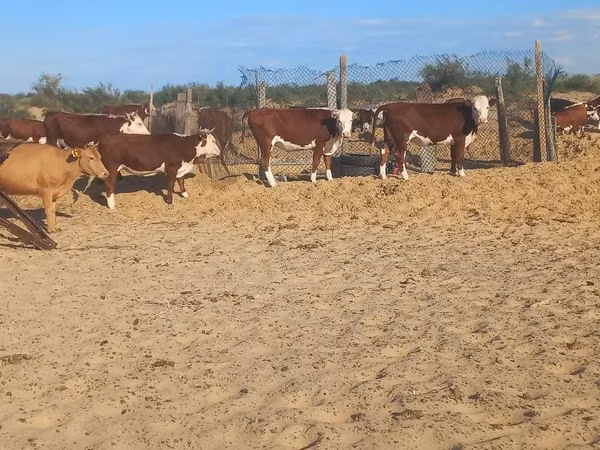 Kuh, Hereford