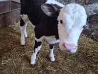 Vacă, Russian Black pied cattle — foto 1