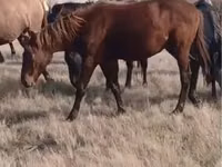 At, Kazakh horse — foto 4