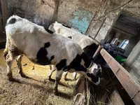 Bou, Simmental cattle — foto 4
