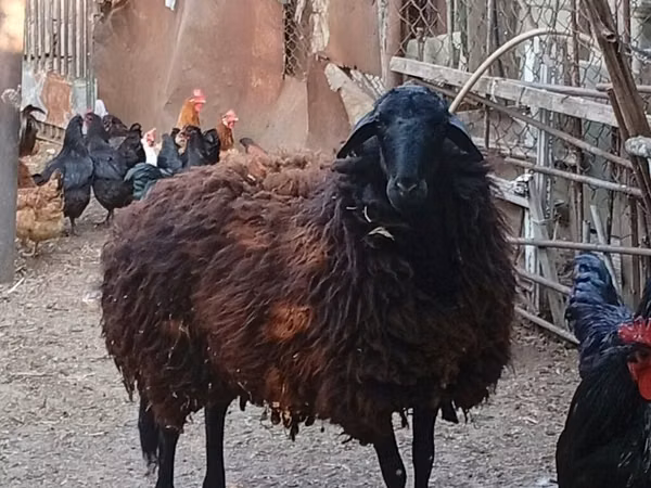 Brebis, Karabakh sheep