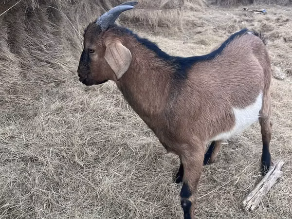 Țap, Alpine goat
