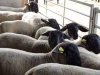 母羊, White Suffolk sheep — 照片 1