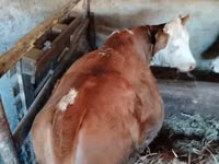 公牛, Limousin cow — 照片 6