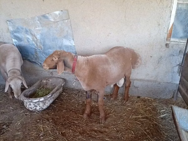 Widder, Arashan sheep