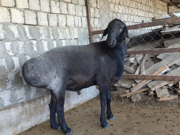 Carneiro, Ovelhas