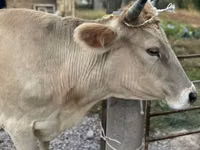 गाय, Swiss cattle — फ़ोटो 1