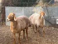 Oaie, Arashan sheep — foto 7