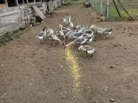 Geese — Foto 5