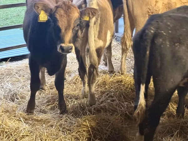 Sigir, Simmental cattle