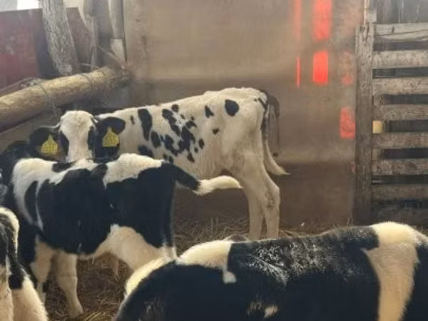 ثور, Russian Black pied cattle