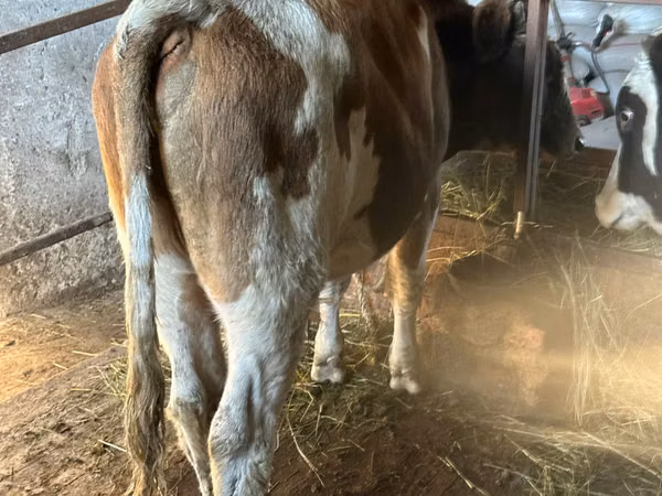 Bou, Simmental cattle
