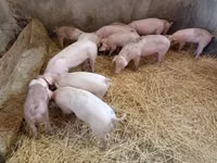 Säue, Schweine — Foto 3