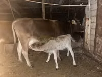 Sigir, Qoramol — 2-rasm