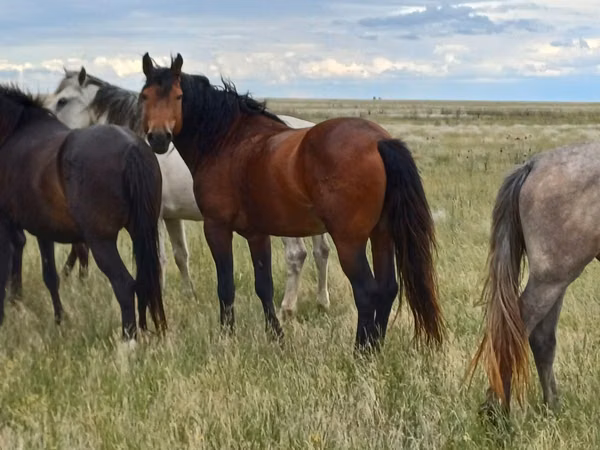 At, Kushum Horse