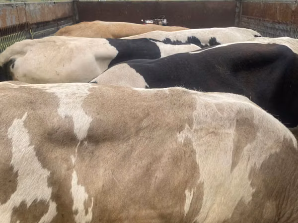 Bou, Bovine