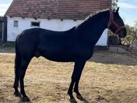 Cal, Nonius horse — foto 2