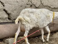 عنزة, Saanen goat — الصورة 5