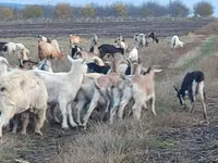 母山羊, Goats — 照片 3