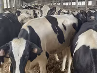 Vacă, Rasa Holstein — foto 2