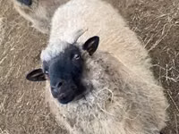 Qoyun, White Suffolk sheep — foto 4