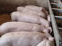 Vier, Porci — foto 1