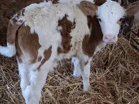 Bull, Simmental cattle — photo 5