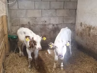 ثور, Simmental cattle — الصورة 3