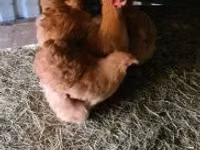 Chickens — 4-rasm