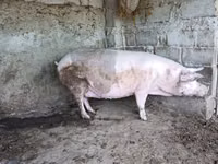 मादा सूअर, सूअर — फ़ोटो 2