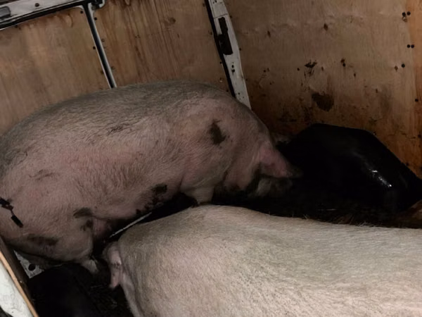 Säue, Schweine — Republik Moldau