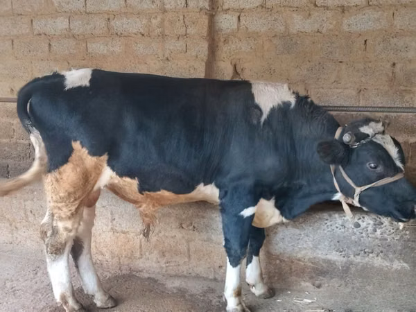 公牛, Russian Black pied cattle