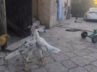 Shamo chickens — foto 7