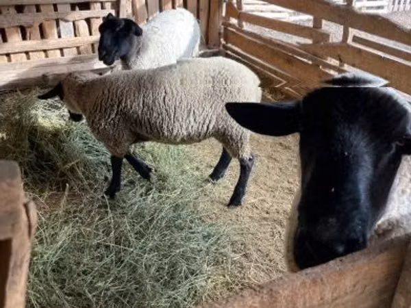 公羊, White Suffolk sheep