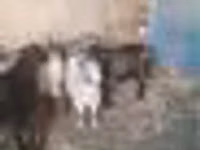 Cabra, Cabras — foto 6