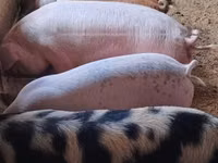Pigs (batch, sex not specified) — photo 4