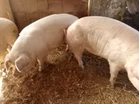 母猪, Pigs — 照片 2