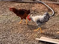 Chickens — Foto 1
