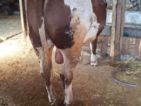 Bou, Simmental cattle — foto 2