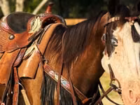 Iapă, American paint horse — foto 5