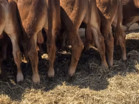 公牛, Limousin cow — 照片 5