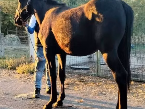 Hengst, Nonius horse
