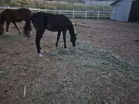 حصان, Akhal-Teke — الصورة 1