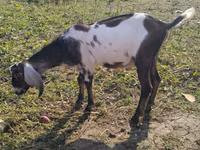 Ziegenbock, Nubian Goat — Foto 3