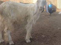 Billy Goat, Goats — photo 2