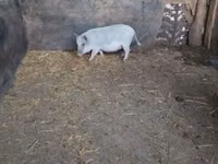 Scroafă — foto 6