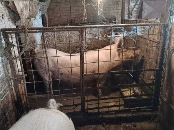 Scroafă, 