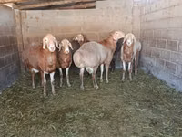 公羊, Arashan sheep — 照片 2