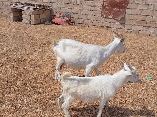 Эчки, Тоггенбург козу